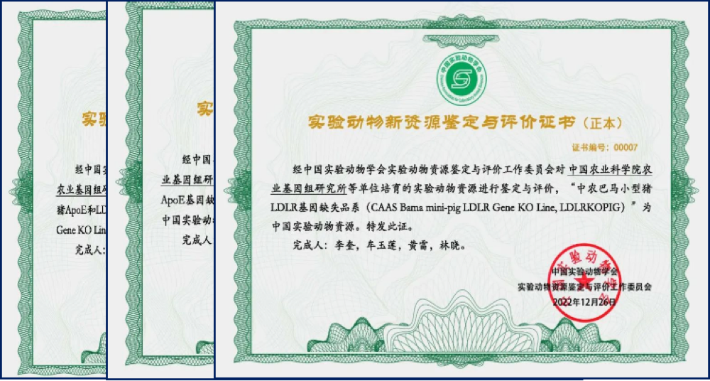 基因编辑猪证书